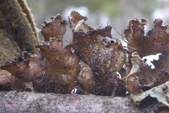 Tuckermanopsis americana
