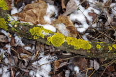 Xanthoria parietina
