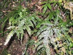 Adiantum fulvum