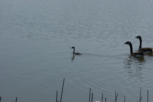 iNaturalist observation photo of Western Grebe