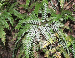 Adiantum fulvum