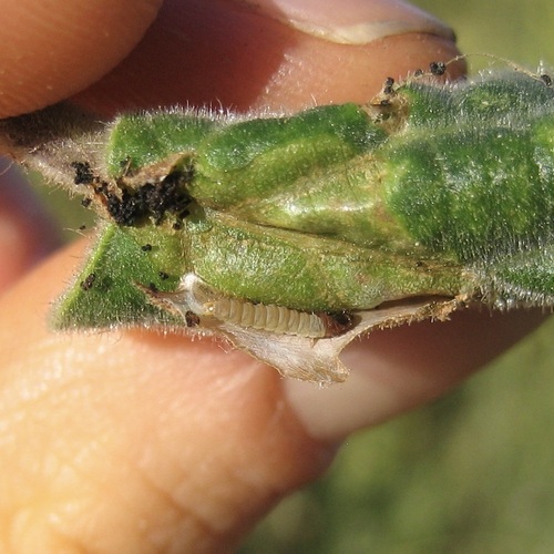 Potato Tuber Moth photo 3
