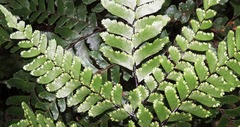 Adiantum fulvum