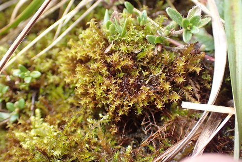 Rusty Beard-moss (Geheebia ferruginea)
