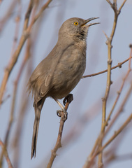 Toxostoma bendirei
