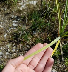 Cyperus ligularis