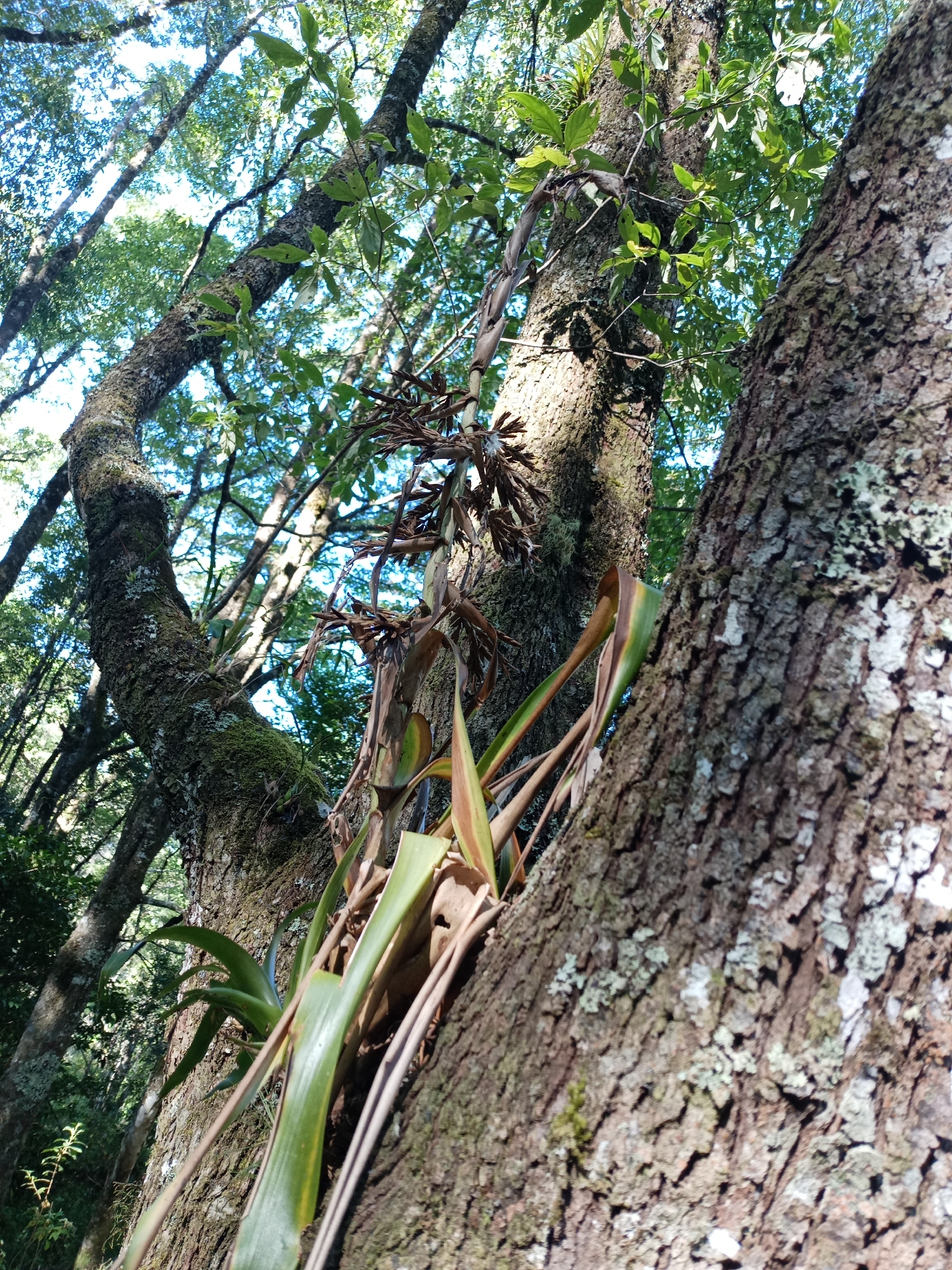 Tillandsia Guatemalensis (Tillandsia guatemalensis)