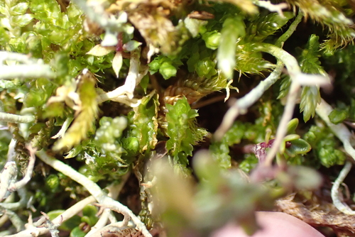 Bearded Pawwort (Barbilophozia barbata)