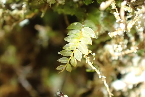 Olivegreen Calcareous Moss (Mnium marginatum)