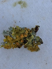 Xanthoriicola physciae