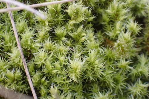 Dense Rock Moss (Racomitrium ericoides)