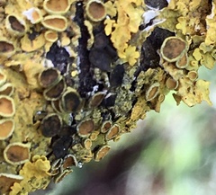 Xanthoriicola physciae