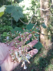 Roldana angulifolia, photograph (c) Juan Cruzado Cortés, some rights reserved (CC BY)