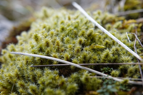 Niphotrichum ericoides observed 2026-03-15