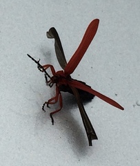 Dictyoptera simplicipes