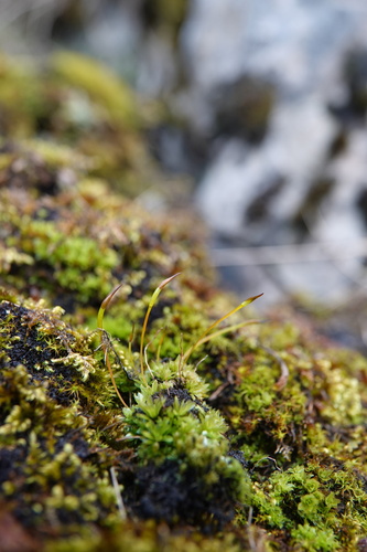 Tortula subulata observed 2026-03-14