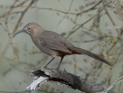 Crissal Thrasher photo 4