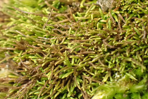 Pseudoleskeella catenulata, 2026-03-14