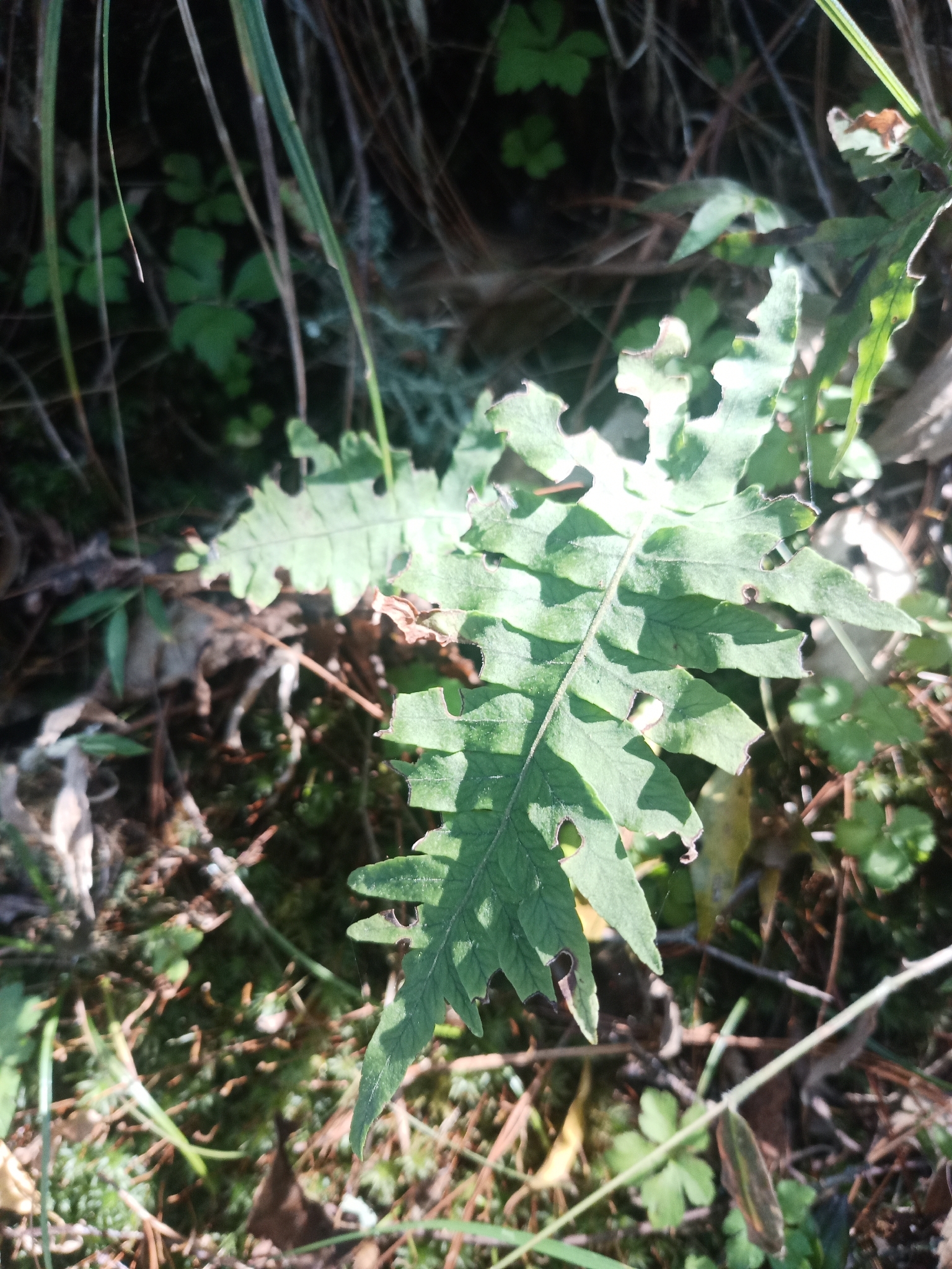 Phlebodium Areolatum (Phlebodium pseudoaureum)