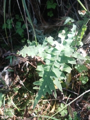 Phlebodium pseudoaureum