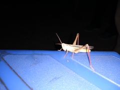 Staurorhectus longicornis