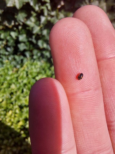 Four-spotted Nephus, Westerpark, 4814 Breda, Nederland, photo 6 of 10