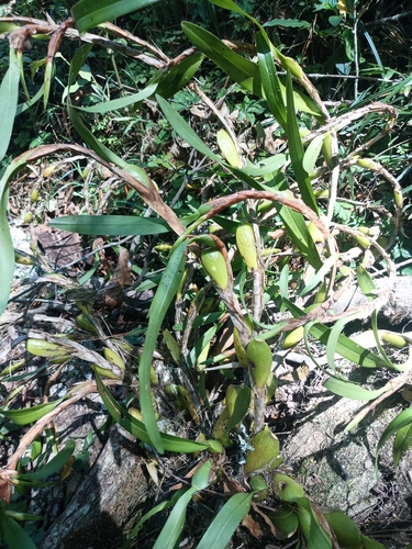 Variable Maxillaria (Maxillaria variabilis)