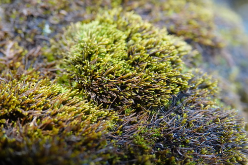 Pseudoleskeella catenulata, 2026-03-14
