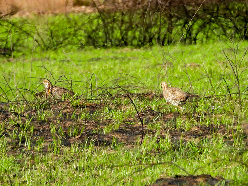 Greater Prairie Chicken (Tympanuchus cupido), photo 4