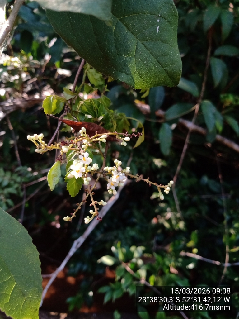 Paullinia rhomboidea