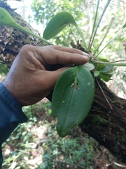 Acianthera circumplexa, photograph (c) Juan Cruzado Cortés, some rights reserved (CC BY)