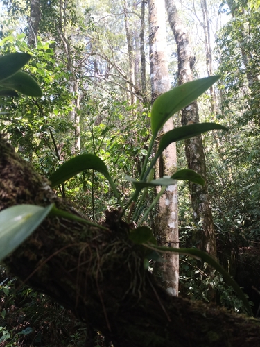 Acianthera circumplexa, photograph 3