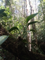 Acianthera circumplexa, photograph (c) Juan Cruzado Cortés, some rights reserved (CC BY)