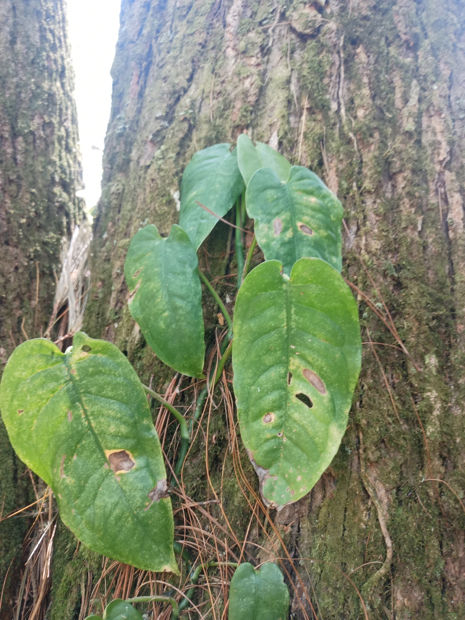 Monstera Siltepecana (Monstera siltepecana)