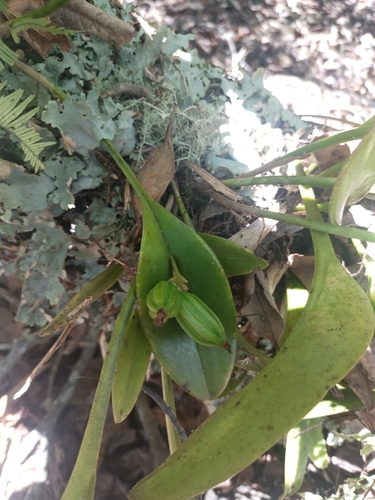 Acianthera circumplexa