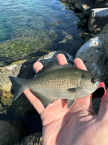 Halfmoon (Medialuna californiensis) — Kyphosidae — 3
