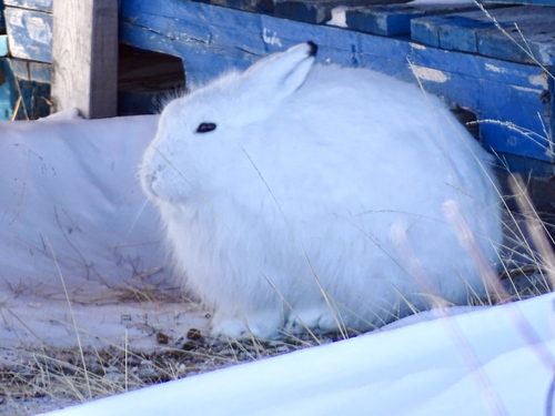 Arctic Hare observed by srullman
