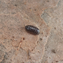 Armadillidium vulgare