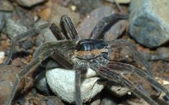 Dolomedes aquaticus