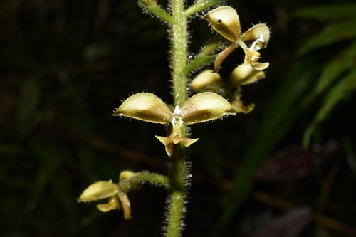 Ponthieva diptera