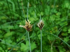 Carex divisa