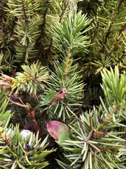 Juniperus rigida conferta