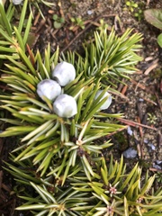 Juniperus rigida conferta