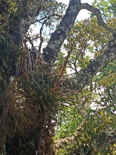 Tillandsia rodrigueziana, photograph 4