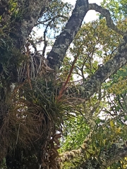 Tillandsia rodrigueziana, photograph (c) Juan Cruzado Cortés, some rights reserved (CC BY)