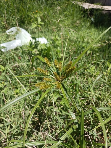 inflatedscale flatsedge (Cyperus aggregatus)
