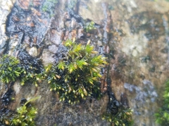 Orthotrichum columbicum