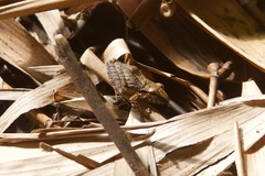 Pristimantis w-nigrum