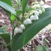 Asian Lily-of-the-Valley - Photo (c) onidiras-iNaturalist, some rights reserved (CC BY-NC), uploaded by onidiras-iNaturalist