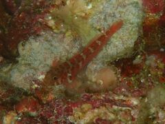 Winterbottom's Goby photo 2